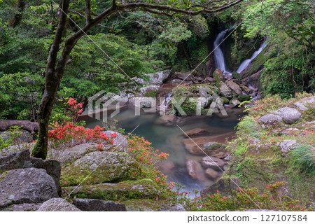 Yakushima Shiratani Unsuikyo Gorge: Azalea and the beautiful valley (June) 127107584
