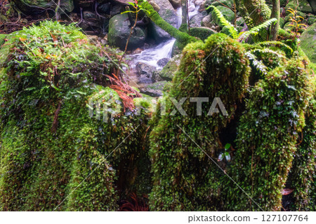 屋久島白谷雲水峽：日本最美的苔蘚森林與山谷（六月） 127107764
