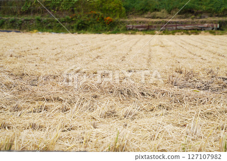 收穫的稻田 127107982