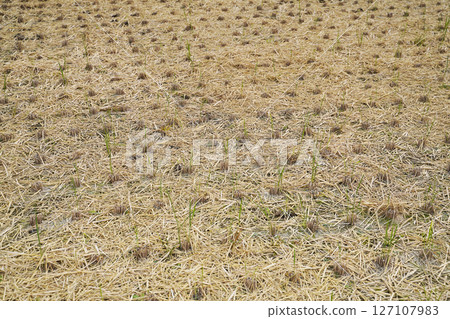 Harvested rice field 127107983