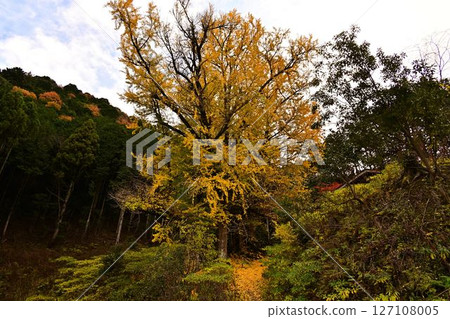 Autumn at Tokoroji Temple 127108005