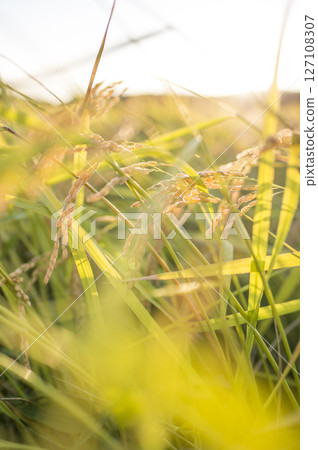 收穫前的金黃稻穗 127108307