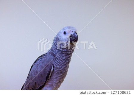 Gray parrot Psittacus Erithacus displays detailed feathers inquisitive demeanor while resting in calm indoor environment. Gray parrot Psittacus Erithacus displays detailed feathers inquisitive demeanor while resting in calm indoor environment. 127108621