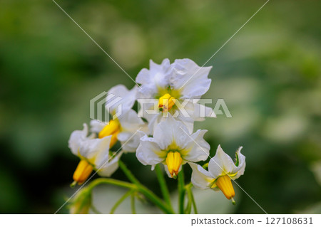 White flowers with yellow centers flourish blooming on potato plan at vibrant garden, during spring arrival. 127108631
