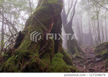 Yakushima Shiratani Unsuikyo Gorge: A forest filled with mist and gods (Autumn) Yakushima Shiratani Unsuikyo Gorge: A forest filled with mist and gods (Autumn) 127108679