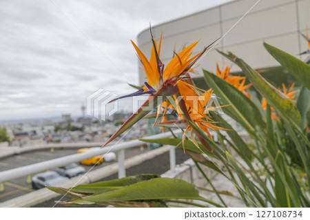 Gorgeous Bird of Paradise Strelitzia 127108734