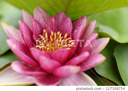 鳥取縣四季漫步 夏日花卉 鳶尾花 127108754