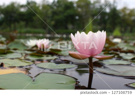 Tottori Seasonal Walks Summer Flowers Iris 127108759