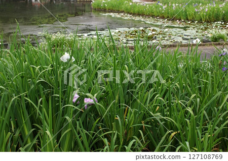 鳥取縣四季漫步 夏日花卉 鳶尾花 127108769