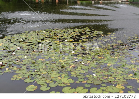 鳥取縣四季漫步 夏日花卉 鳶尾花 鳥取縣四季漫步 夏日花卉 鳶尾花 127108778