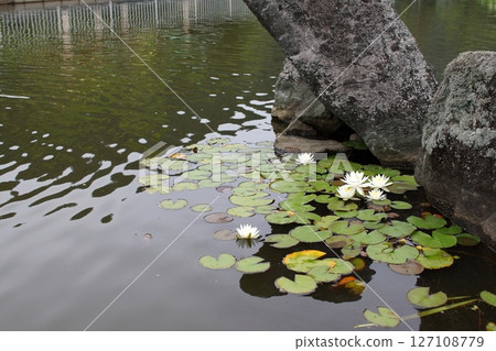 鳥取縣四季漫步 夏日花卉 鳶尾花 127108779