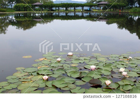 鳥取縣四季漫步 夏日花卉 鳶尾花 127108816