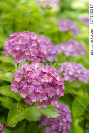 Beautiful hydrangeas wet with rain 127108817