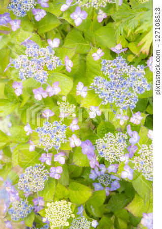 被雨水打濕的美麗繡球花 127108818