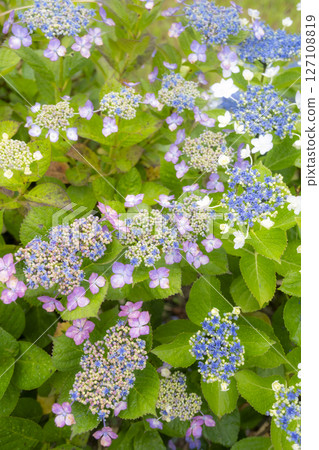 被雨水打濕的美麗繡球花 127108819