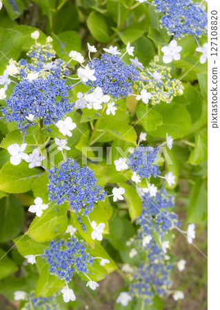 被雨水打濕的美麗繡球花 127108820
