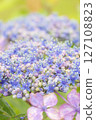 被雨水打濕的美麗繡球花 127108823