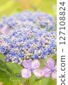 被雨水打濕的美麗繡球花 127108824