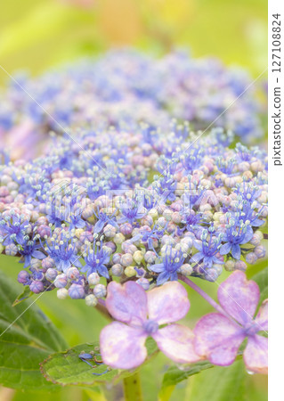 被雨水打濕的美麗繡球花 127108824