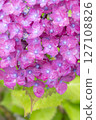 被雨水打濕的美麗繡球花 127108826
