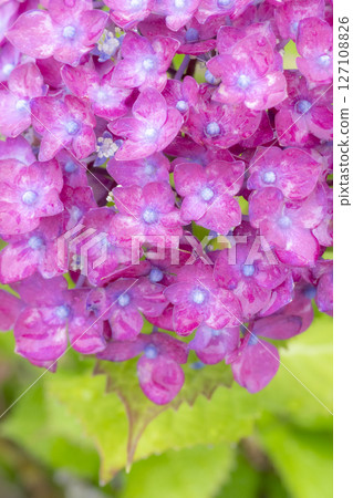 被雨水打濕的美麗繡球花 127108826