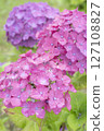 被雨水打濕的美麗繡球花 127108827