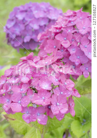 被雨水打濕的美麗繡球花 127108827