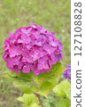 被雨水打濕的美麗繡球花 127108828