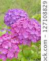 被雨水打濕的美麗繡球花 127108829