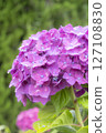 被雨水打濕的美麗繡球花 127108830
