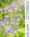 被雨水打濕的美麗繡球花 127108832