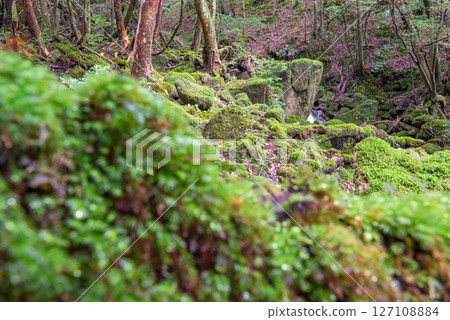 Yakushima Shiratani Unsuikyo Gorge: Japan's most beautiful moss forest (Autumn) 127108884