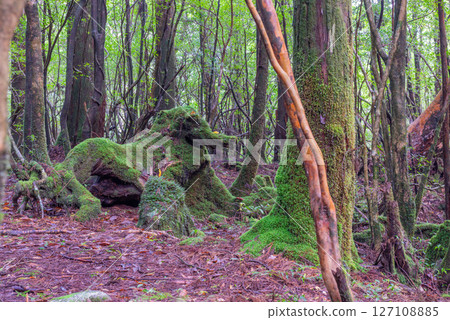 屋久島白谷雲水峽：形狀像大象的樹樁（秋季） 127108885