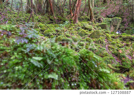Yakushima Shiratani Unsuikyo Gorge: Japan's most beautiful moss forest (Autumn) Yakushima Shiratani Unsuikyo Gorge: Japan's most beautiful moss forest (Autumn) 127108887