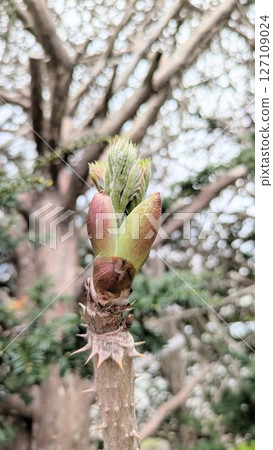 Tara bud Tara bud 127109024