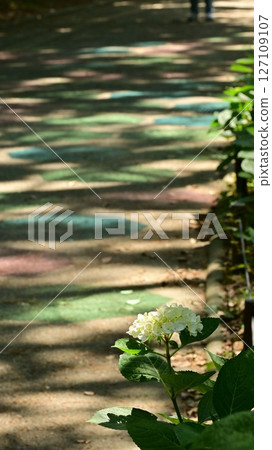 繡球花通過陽光開花 繡球花通過陽光開花 127109107