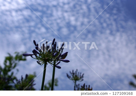 鳥取四季漫步 夏日湖山自然花園 127109168