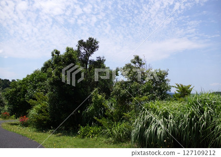鳥取四季漫步 夏日湖山自然花園 127109212