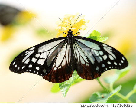 A chestnut butterfly sucking nectar from a flower A chestnut butterfly sucking nectar from a flower 127109322