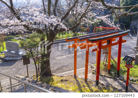 京都山科大石稻荷大神櫻花 京都山科大石稻荷大神櫻花 127109443