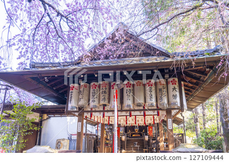 翠花天滿宮紅垂櫻（京都市上京區） 127109444