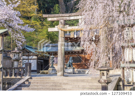 Weeping cherry blossoms at Oishi Shrine (Yamashina Ward, Kyoto City) 127109453