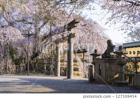 Weeping cherry blossoms at Oishi Shrine (Yamashina Ward, Kyoto City) Weeping cherry blossoms at Oishi Shrine (Yamashina Ward, Kyoto City) 127109454