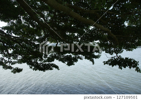 鳥取四季漫步春天青島 127109501