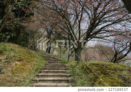 鳥取四季漫步春天青島 127109537