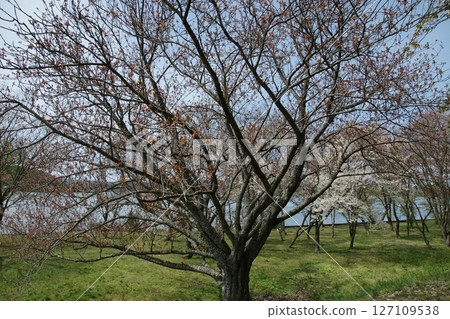 Tottori four seasons walk spring Qingdao 127109538