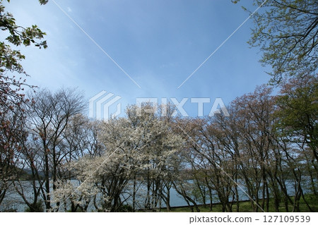 Tottori four seasons walk spring Qingdao 127109539