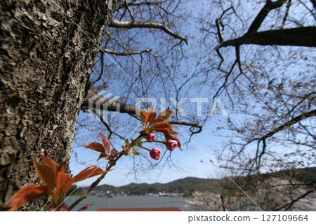 鳥取四季漫步春天青島 127109664