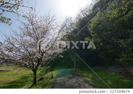 Tottori four seasons walk spring Qingdao 127109674
