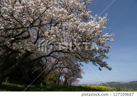 Tottori four seasons walk spring Qingdao 127109687